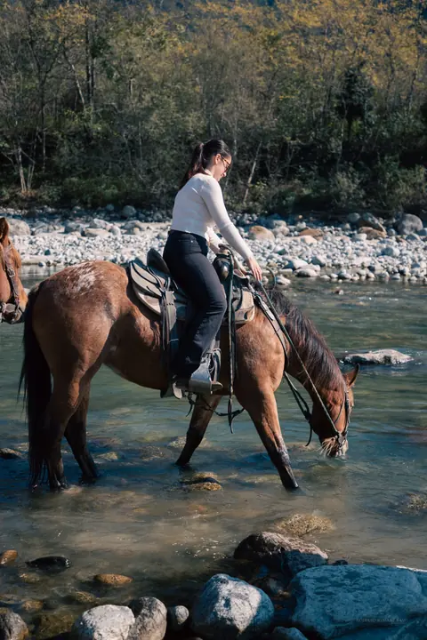 Il cavallo si abbevera nel fiume