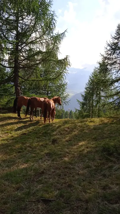 Cavalli liberi tra i larici