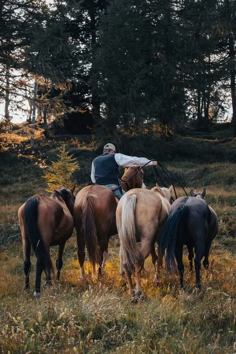 La mandria al pascolo nel bosco d'autunno