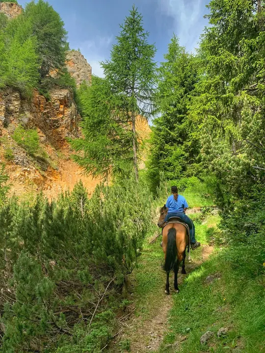 Sentiero a cavallo nel bosco di larici